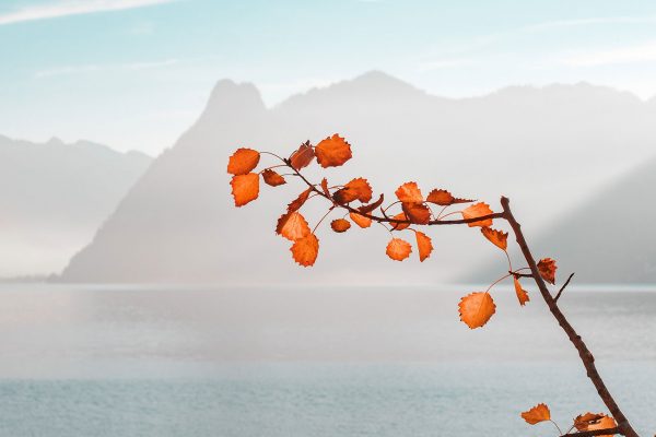 Looking Over The Autumn